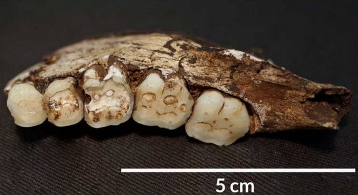 6. Уникальный рацион Homo naledi