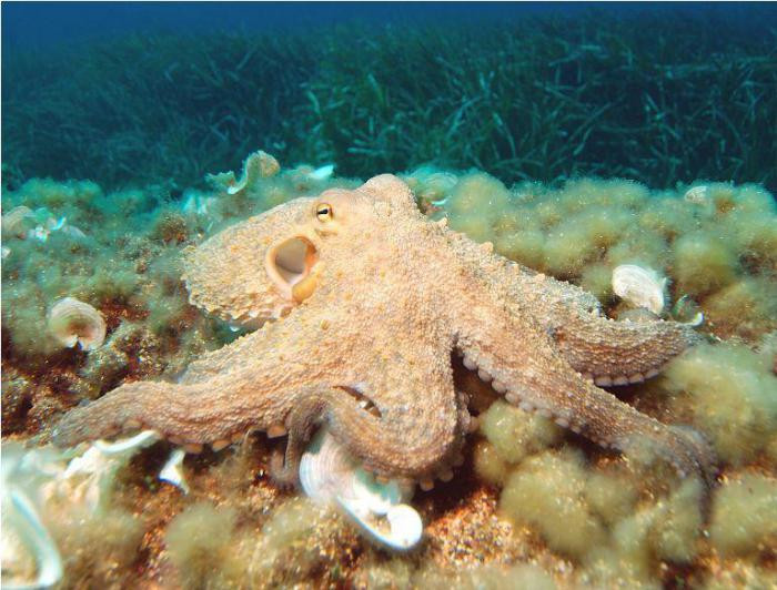 Почему осьминоги выползли из моря?