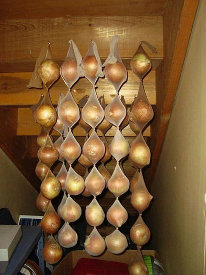 11. Лук
