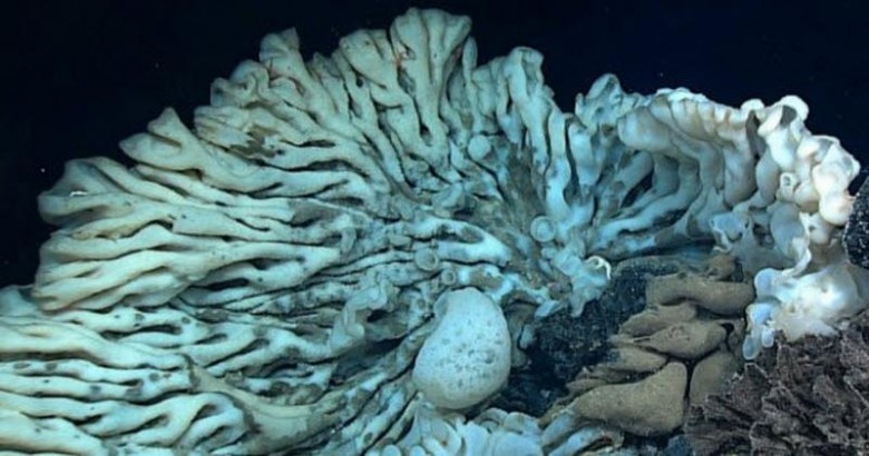 2. Гигантская морская губка.