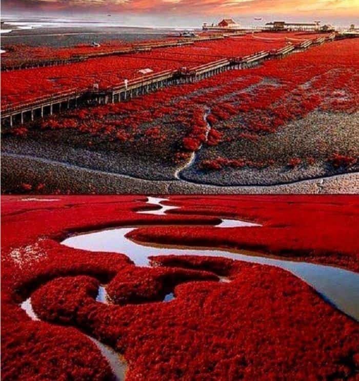 Красный пляж, Паньцзинь, Китай