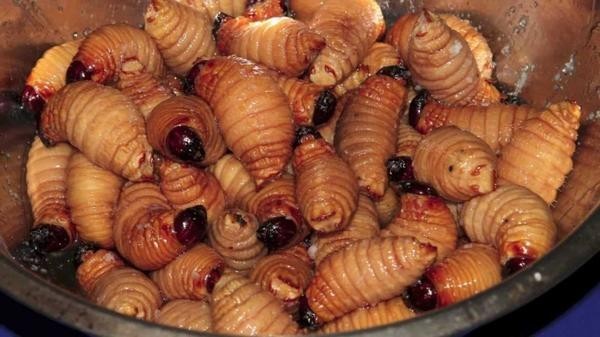 Пальмовые личинки