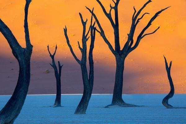 Это выглядит как сюрреалистическая живопись, но это фотография Deadvlei в Намибии