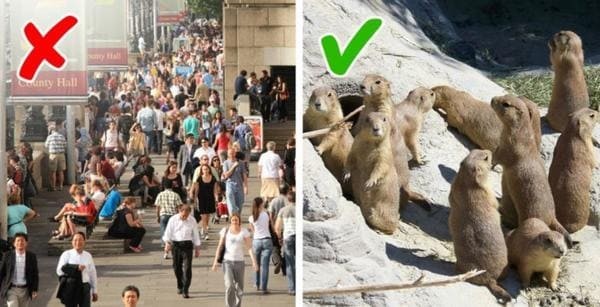 10. Что бы произошло, если бы динозавры не вымерли?