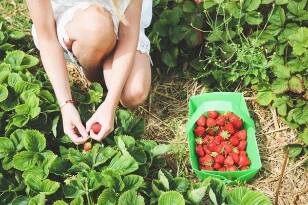 Собирать ягоды / Делать десерт