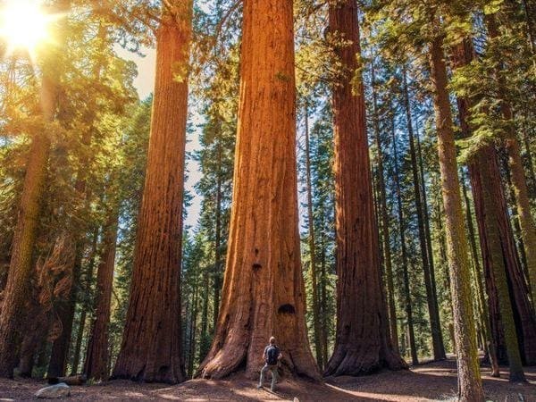 Sequoia National Forest, Калифорния, США