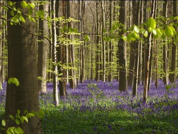 Hallerbos Forest, Бельгия
