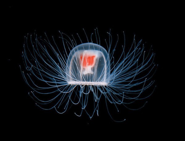 Медуза Turritopsis dohrnii