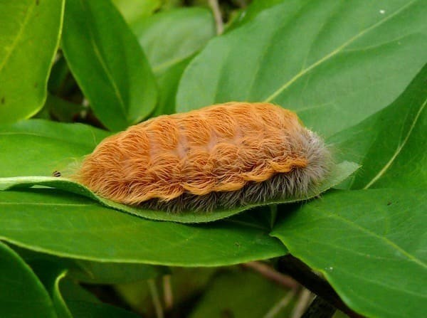 Flannel Moth