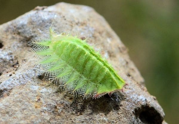 Isa Textula
