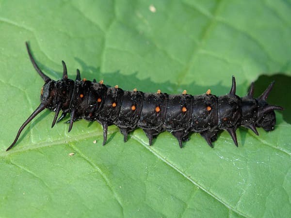 Pipevine Swallowtail