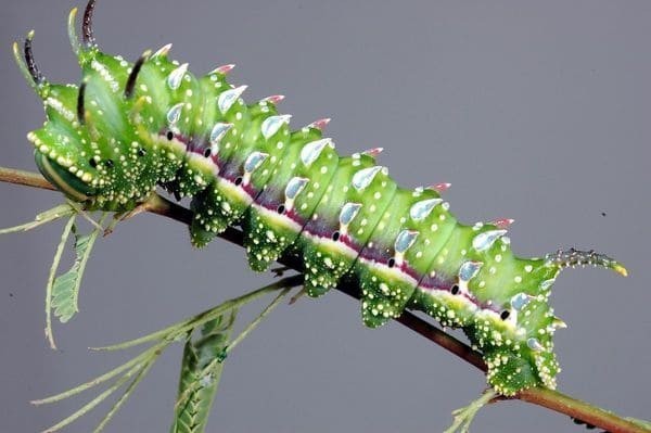 Hubbrad's Small Silkmoth