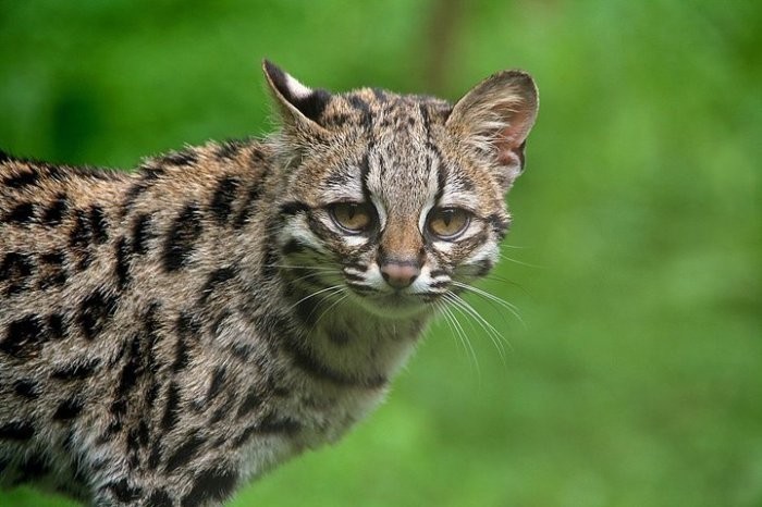 6. Длиннохвостая кошка