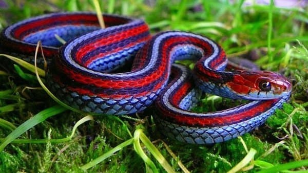 Обыкновенная подвязочная змея (лат. Thamnophis sirtalis).