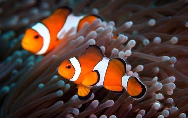 Рыбы-клоуны, или амфиприоны (лат. Amphiprion).