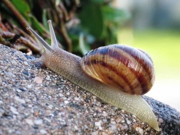 Виноградная улитка (лат. Helix pomatia) .