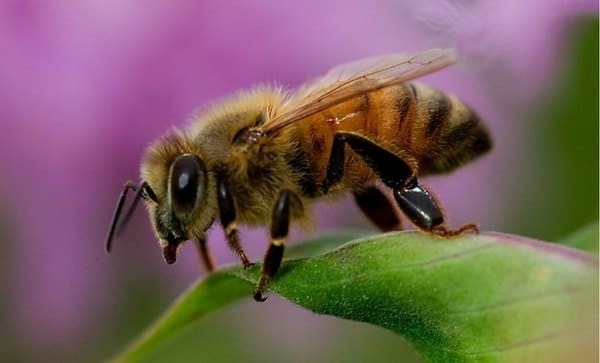 Медоносная пчела (лат. Apis mellifera) .