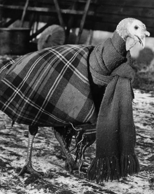 Такой заботы удостаивались индейки зимой 1950 года.