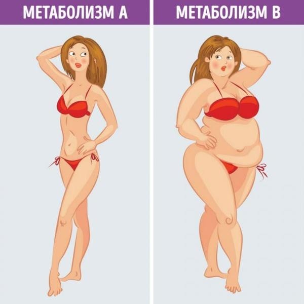 Два вида метаболизма