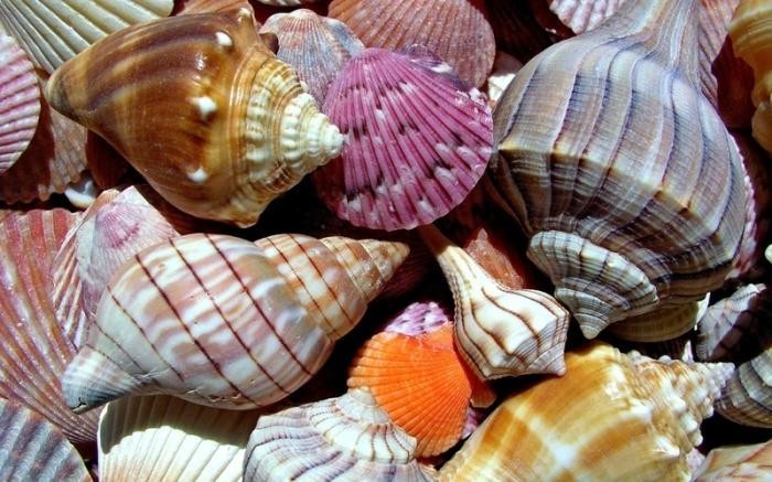 3. Ракушки вместо денег