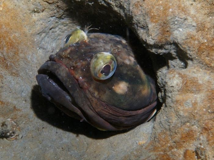 Морская собачка