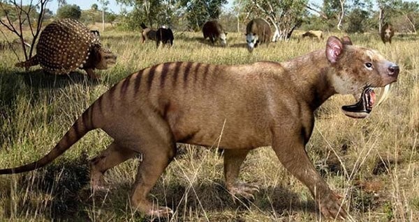 06. Thylacosmilus