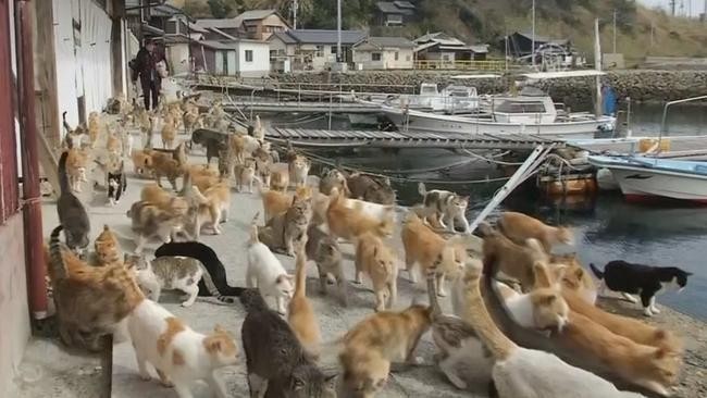 Кошачий остров, Япония