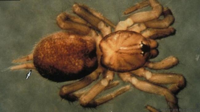 Microhexura montivaga