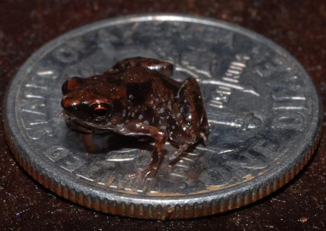 Paedophryne amauensis