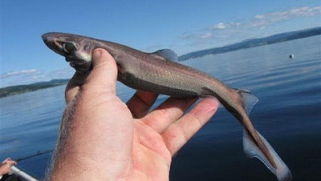 Etmopterus perryi