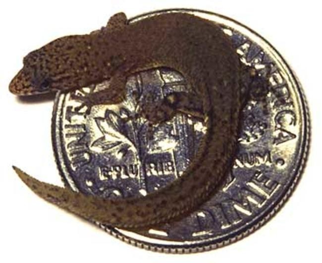 Sphaerodactylus ariasae