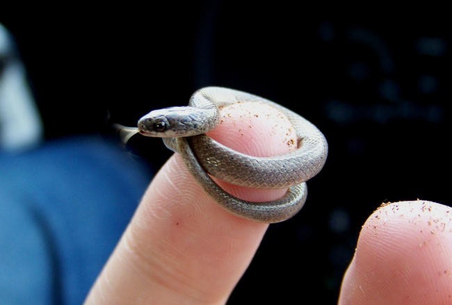 Tetracheilostoma carlae