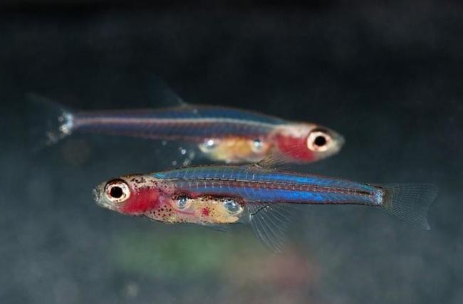 Paedocypris progenetica