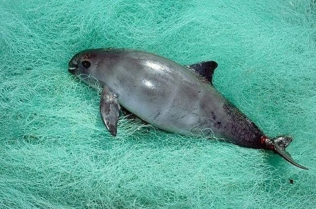 Калифорнийская морская свинья