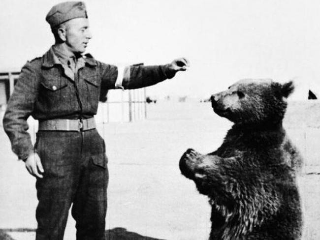Медведь, воевавший на стороне Польши во Второй мировой войне, получил звание капрала