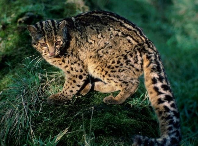 6. Мраморная кошка