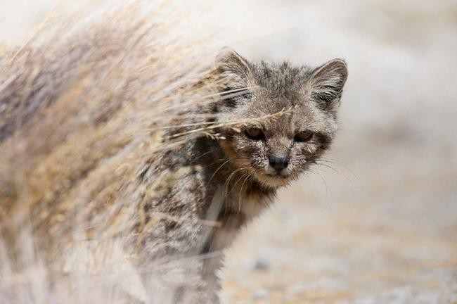 3. Андская кошка