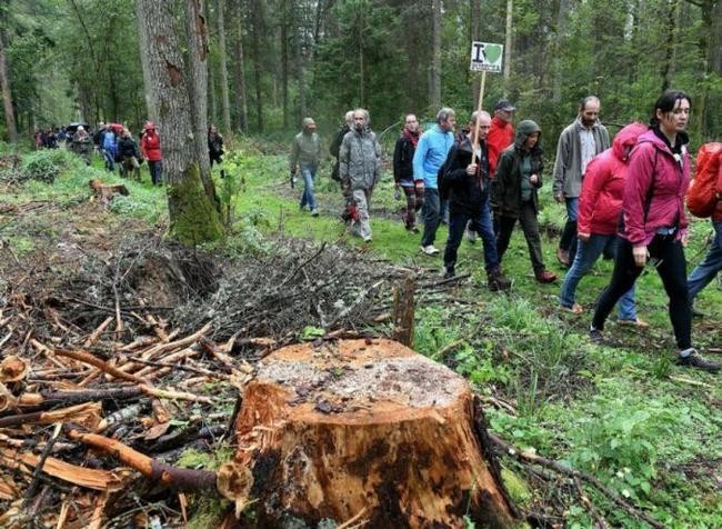 Ежедневно мы вырубаем 27 тысяч деревьев, чтобы превратить их в туалетную бумагу