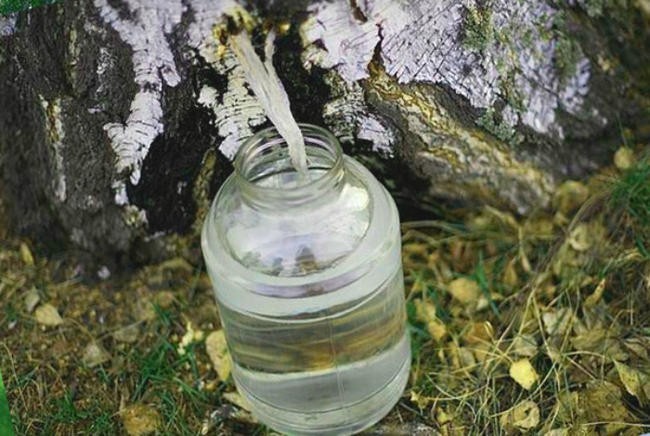 7. Березовый сок