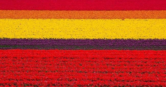 Поля Тюльпанов в Нидерландах