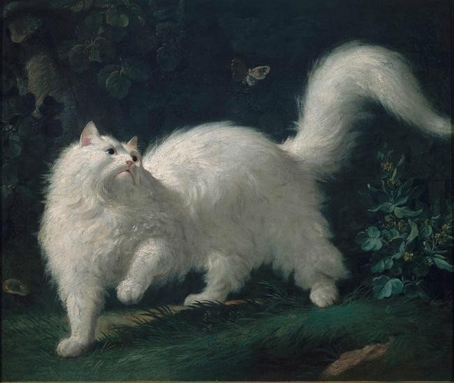 Дуэль из-за ангорской кошки