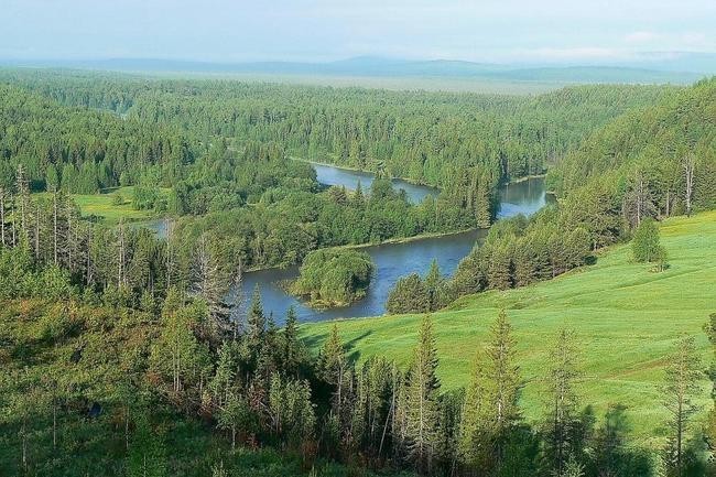 Лес Тайги