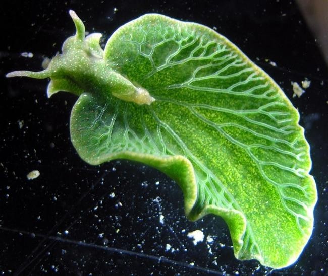 6. Elysia chlorotica
