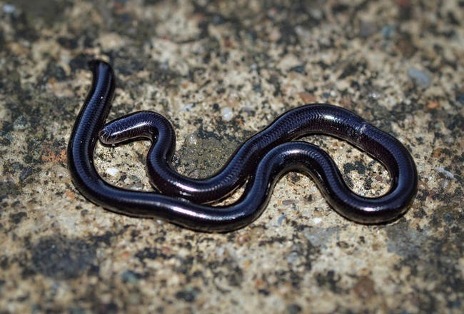 2. Indotyphlops braminus, или брамина.