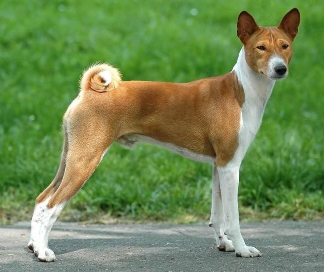 3. Басенджи