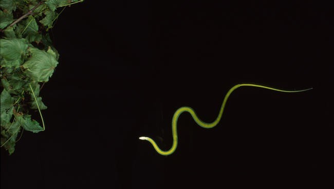 4. Chrysopelea