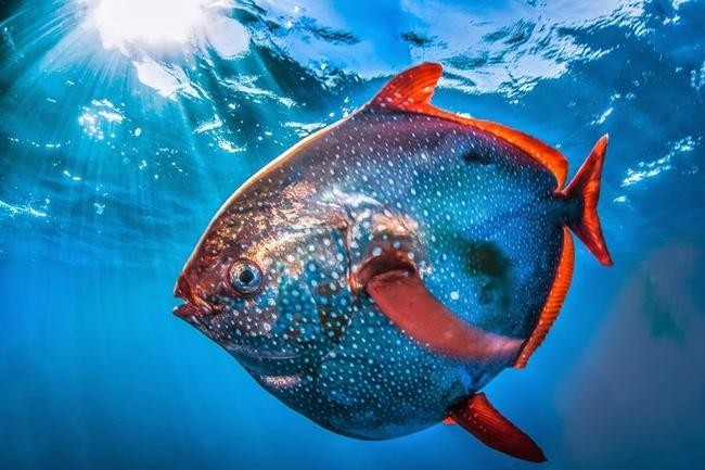 5. Lampris guttatus, или лунная рыба