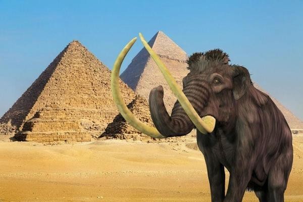 12. Мамонты бродили по планете в то время, когда строились пирамиды