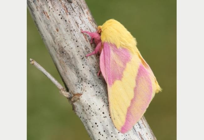 1. Розовая кленовая бабочка, или Dryocampa rubicunda.