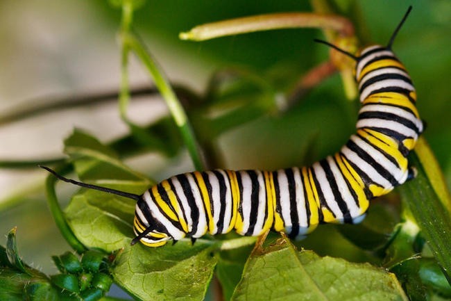 2. Гусеница Данаида монарх, или Danaus plexippus.